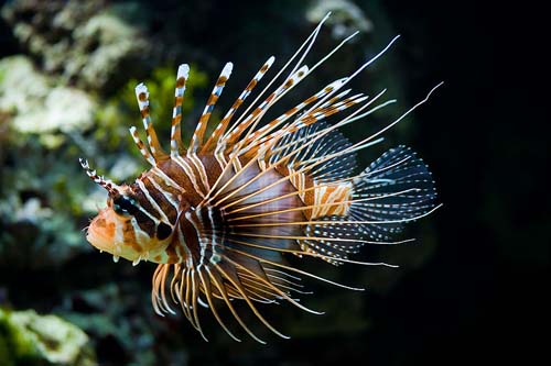 Spotfin Firefish | Pterois antennata photo