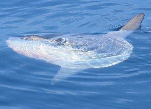Ocean Sunfish | Mola mola photo