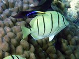 Convict Surgeonfish