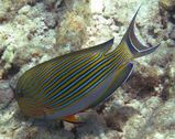 Striped Surgeonfish