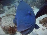 Eastern Blue Groper