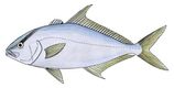 Highfin Amberjack