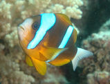 Barrier Reef Anemonefish