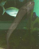 Longfinned Eel