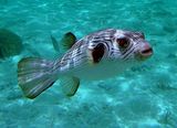 Narrow-lined Pufferfish