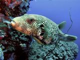 Map Pufferfish