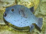 Blackspotted Pufferfish