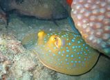 Blue-spotted Fantail Ray