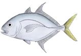 Longnose Trevally