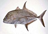 Black Trevally