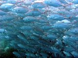 Bigeye Trevally