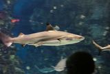 Blacktip Reef Shark