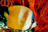 Klein's Butterflyfish