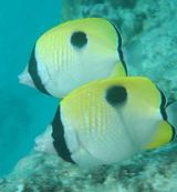 Teardrop Butterflyfish