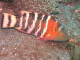 Redbreasted Maori Wrasse