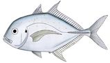 Onion Trevally