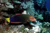 Yellowtail Coris