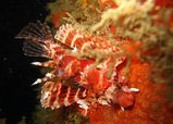 Dwarf Lionfish