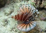 Zebra Lionfish