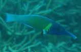 Bird Wrasse