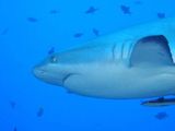 Grey Whaler Shark