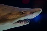 Grey Nurse Shark