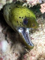 Fimbriate Moray