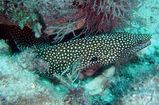 Whitemouth Moray