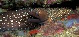 Saw-tooth Moray