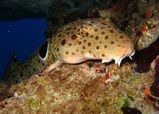 Epaulette Shark