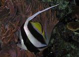 Schooling Bannerfish