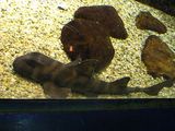 Japanese Bullhead Shark