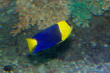 Bicolor Angelfish