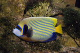 Emperor Angelfish