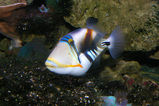 Hawaiian Triggerfish