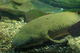 Australian Lungfish