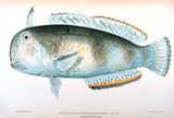 Peacock Razorfish