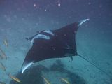 Manta Ray