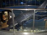 Megamouth Shark