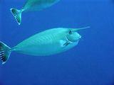 Whitemargin Unicornfish