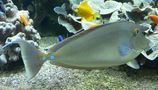 Bluespine Unicornfish