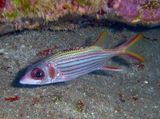 Spotfin Squirrelfish