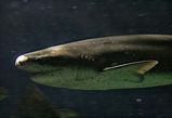 Broadnose Shark