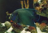 Blue Angelfish