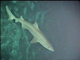 Sand Tiger Shark