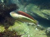 Maori Wrasse