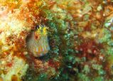 Horned Blenny