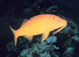 Goldsaddle Goatfish