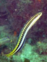 Piano Fangblenny