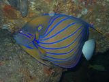 Blue-ringed Angelfish